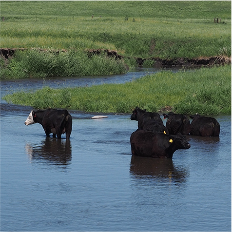 happy cows